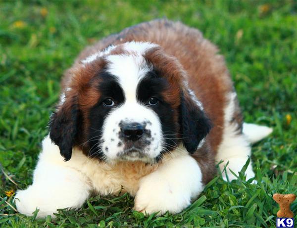 Saint Bernard Puppies Images