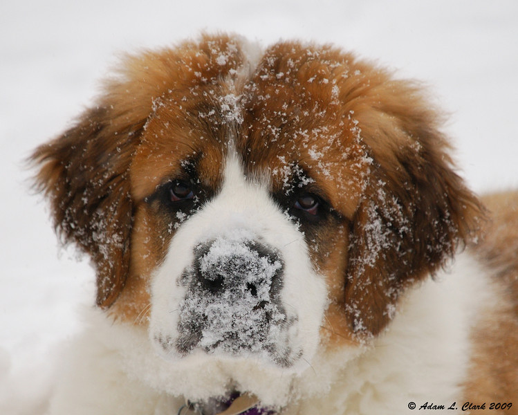 Saint Bernard Puppies Images