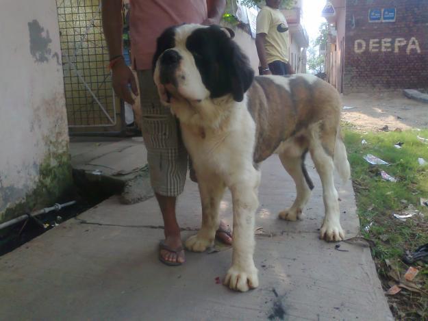 Saint Bernard Puppies Price In Chandigarh