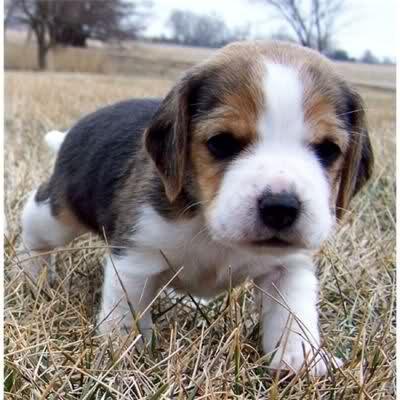 Saint Bernard Puppies Price In Chandigarh