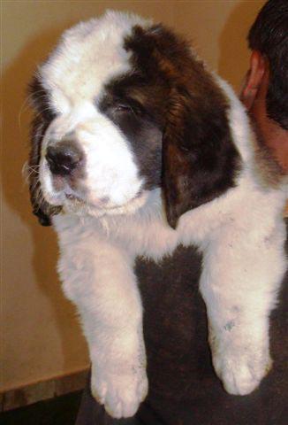 Saint Bernard Puppies Price In Chandigarh