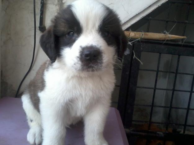 Saint Bernard Puppies Price In Chandigarh