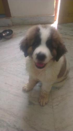 Saint Bernard Puppies Price In Chandigarh