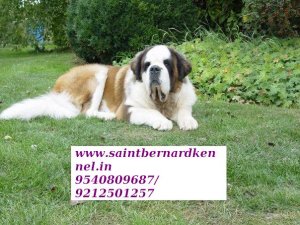 Saint Bernard Puppies Price In Chandigarh