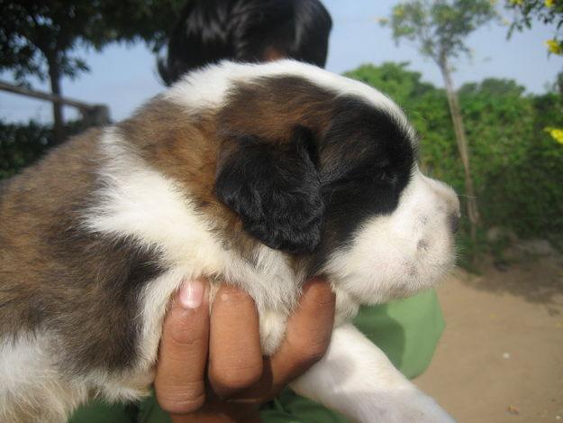 Saint Bernard Puppies Price In Chandigarh