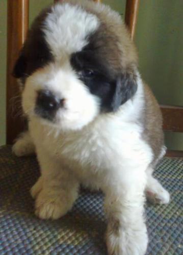 Saint Bernard Puppies Price In Chandigarh