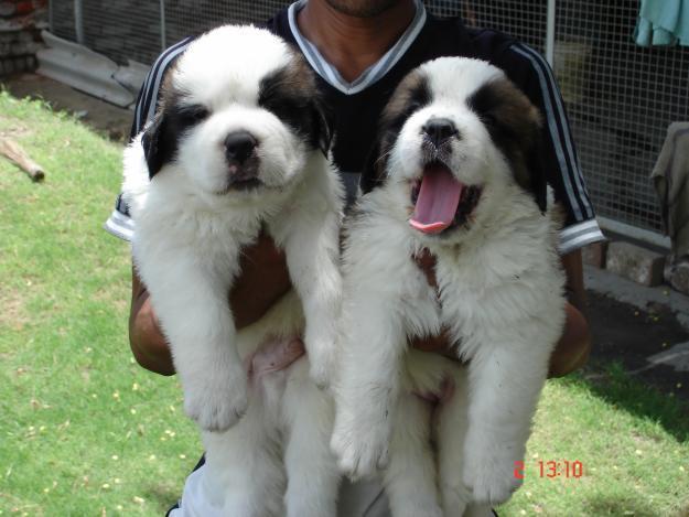 Saint Bernard Puppies Price In Chandigarh