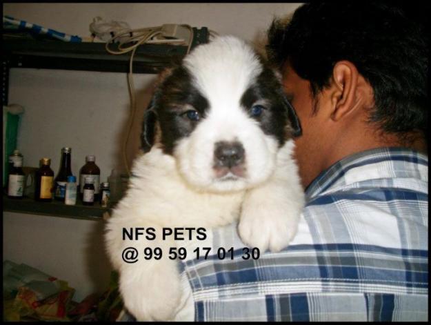 Saint Bernard Puppies Price In Kerala