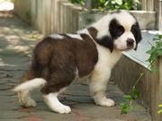 Saint Bernard Puppies Price In Kerala