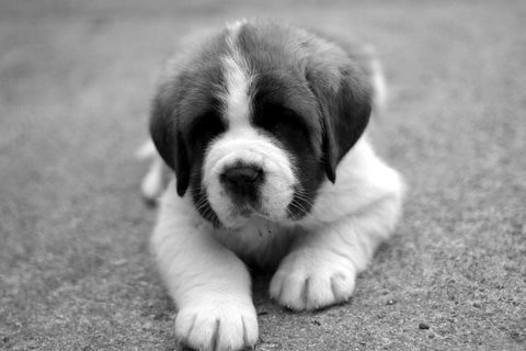 Saint Bernard Puppies Wallpaper