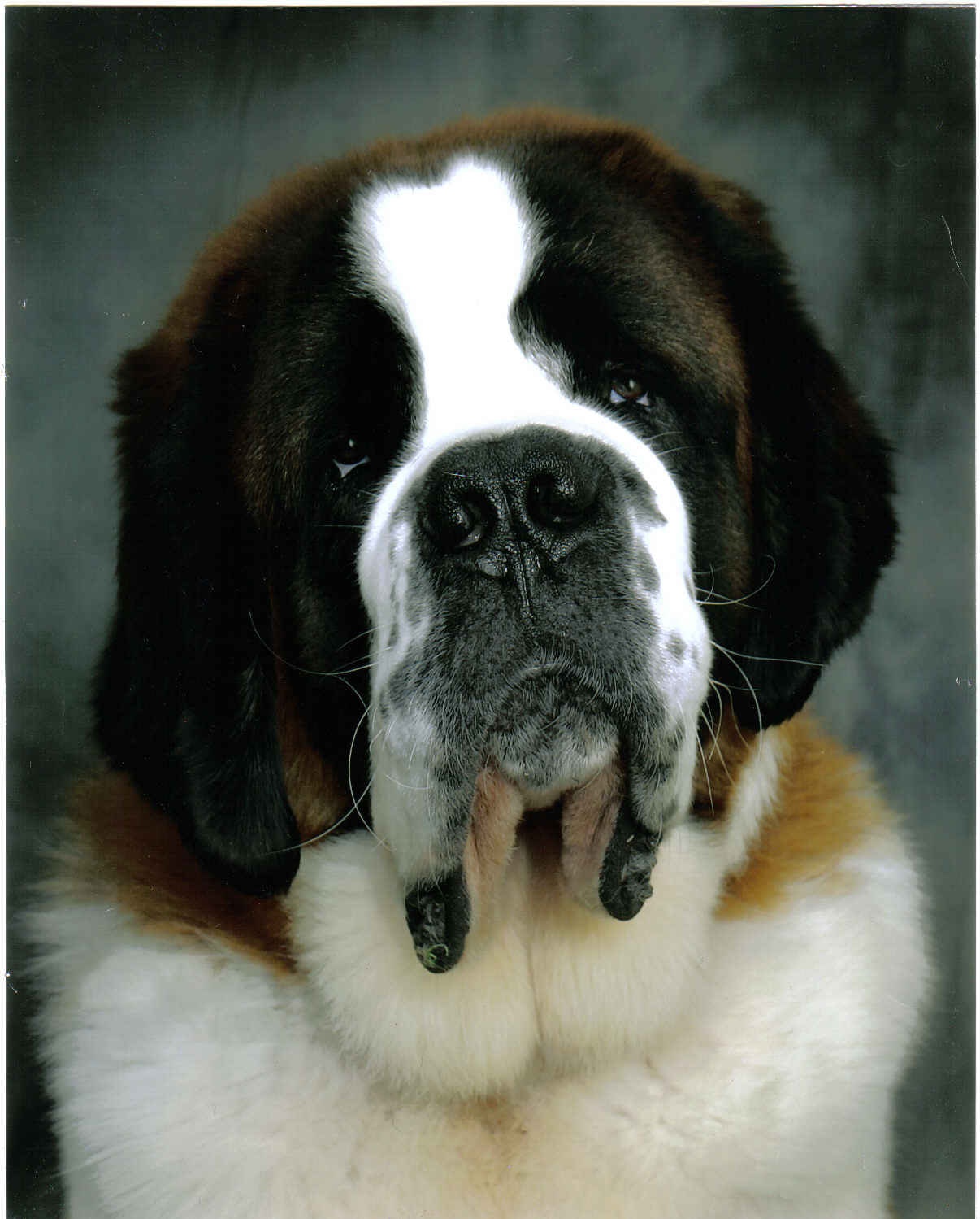 Saint Bernard Puppies Wallpaper