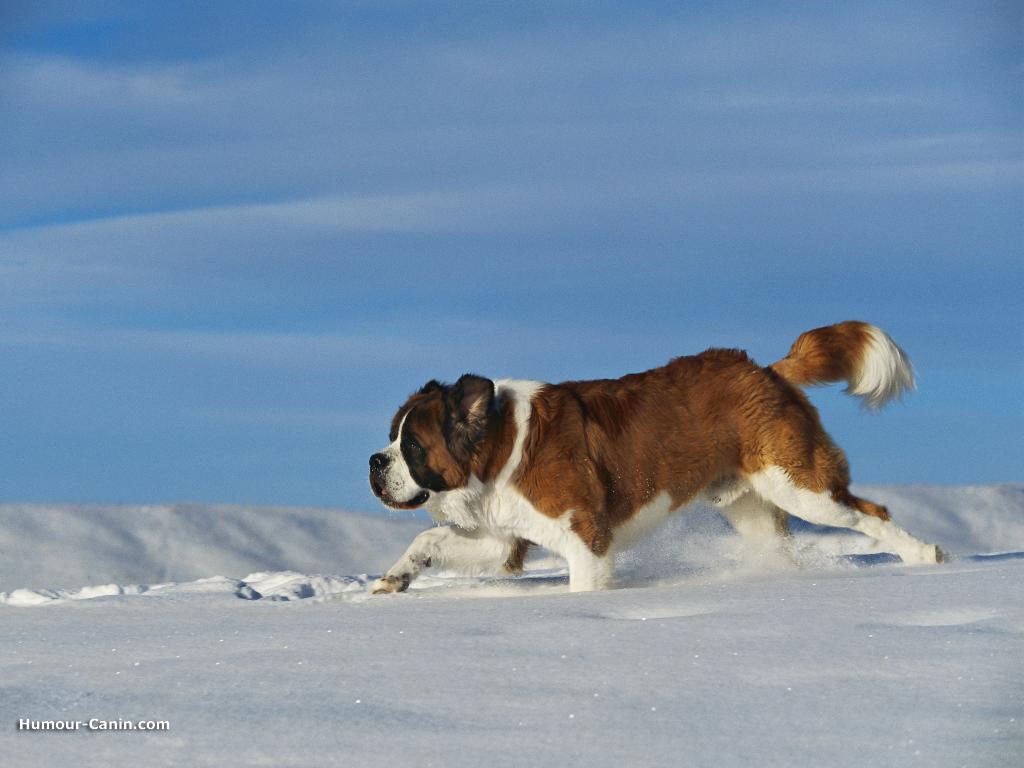 Saint Bernard Wallpaper