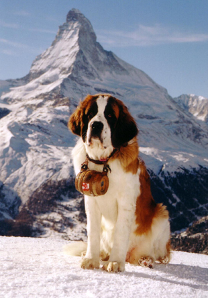 Saint Bernard Wallpaper