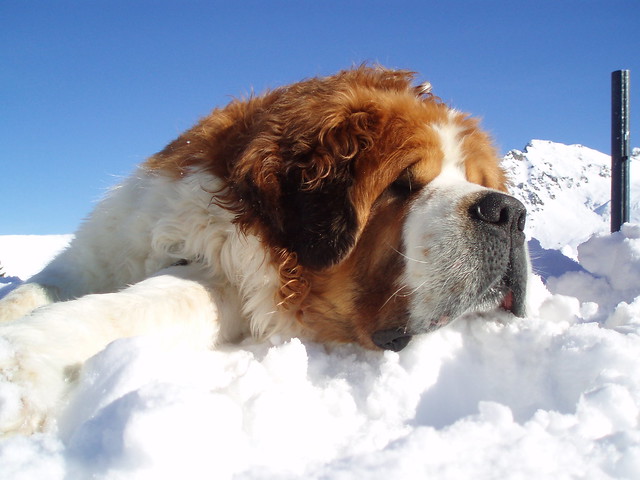 Saint Bernard Wallpaper