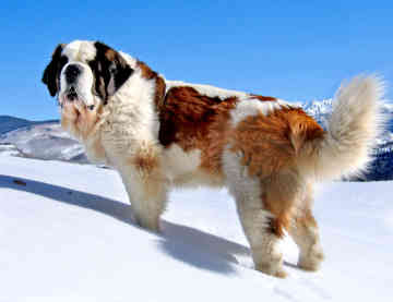 Saint Bernard Wallpaper