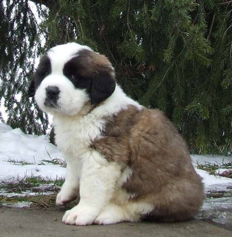 Saint Bernard Wallpaper