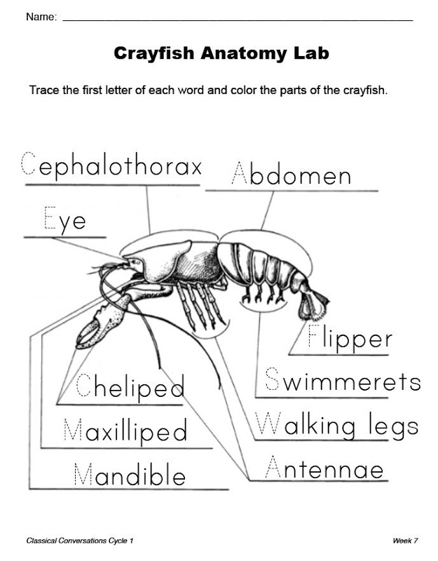 Science Projects For Class 10 Pdf