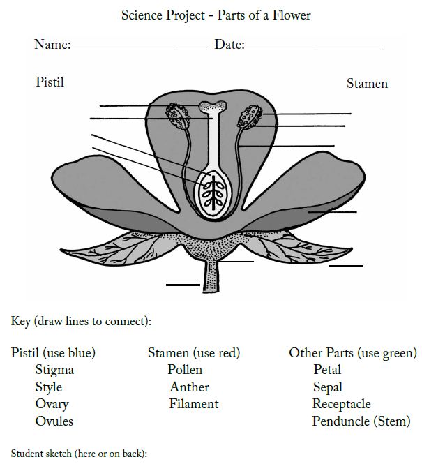 Science Projects For Class 9 Pdf