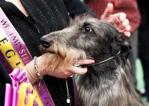 Scottish Deerhound Cross