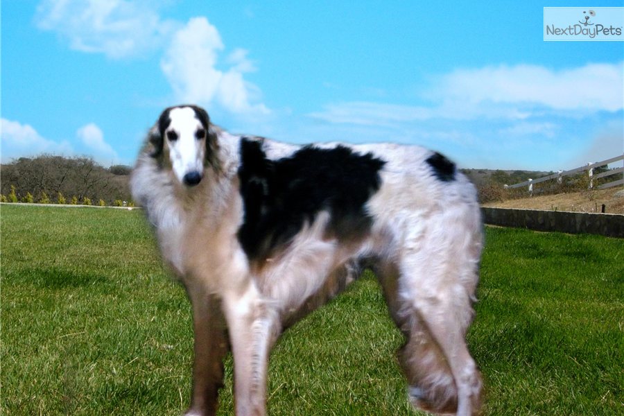 Scottish Deerhound Cross