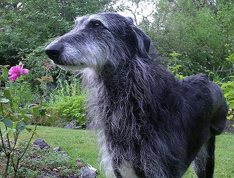 Scottish Deerhound Cross