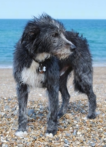 Scottish Deerhound Cross