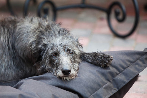 Scottish Deerhound Cross