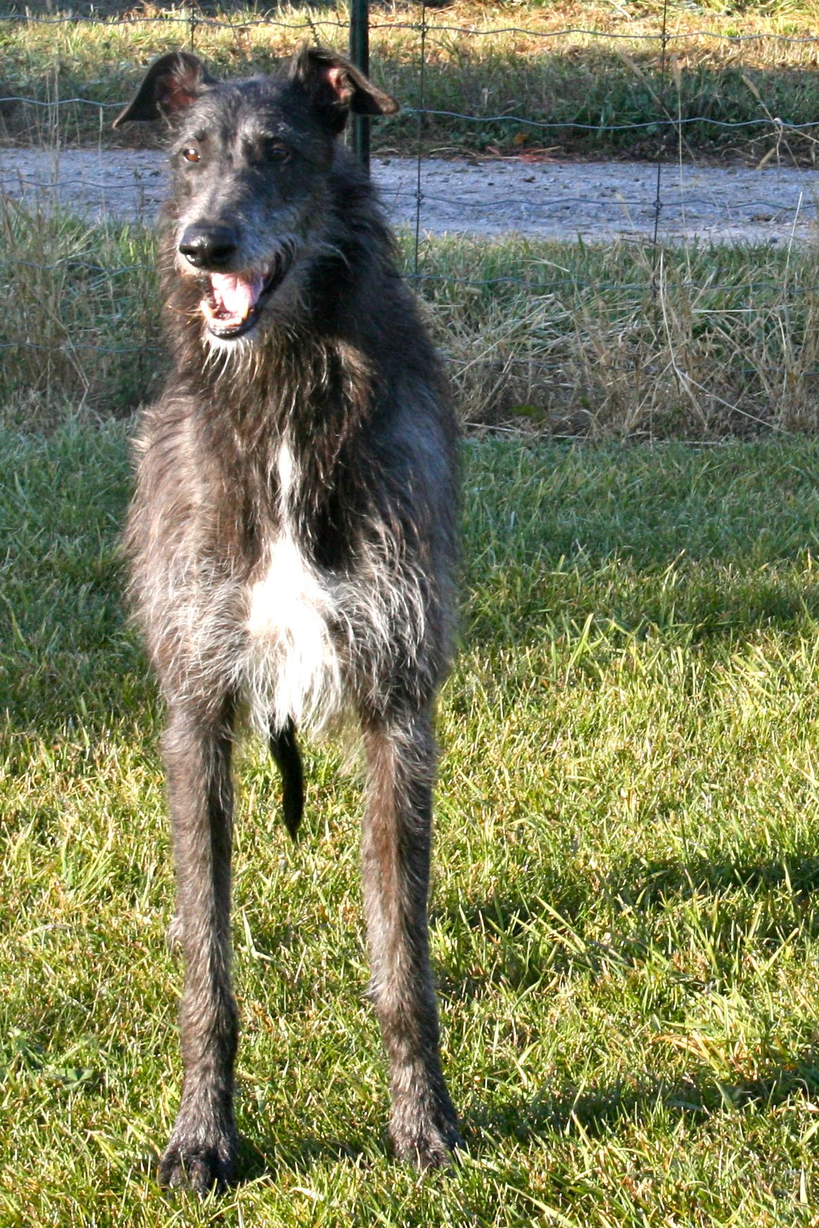 Scottish Deerhound Dog