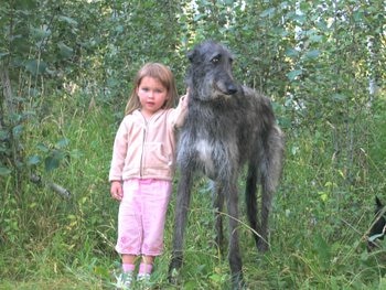 Scottish Deerhound Dog