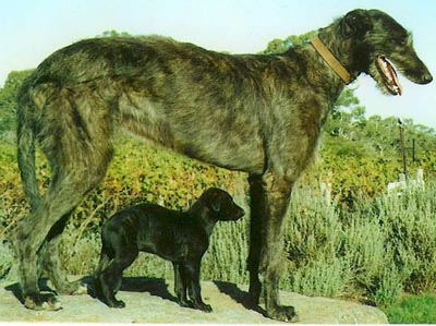 Scottish Deerhound Puppies