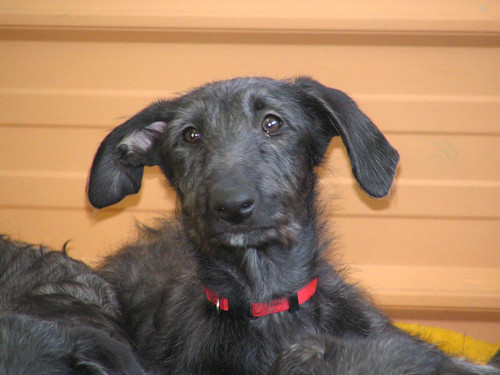 Scottish Deerhound Puppies