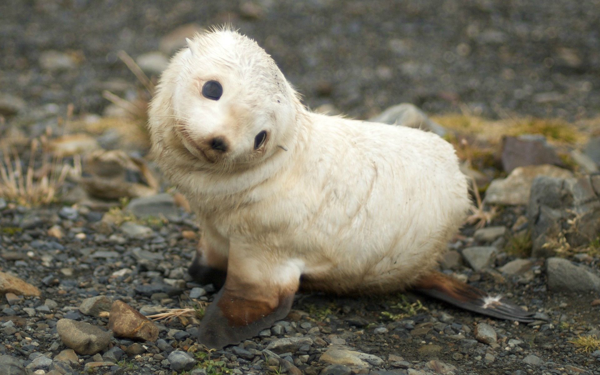 Sea Lion Baby