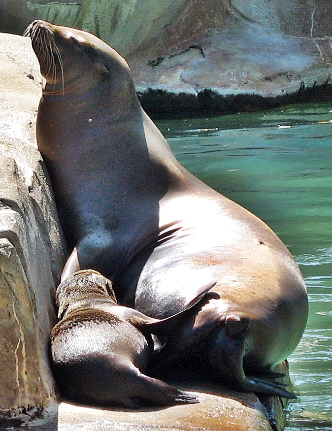 Sea Lion Baby