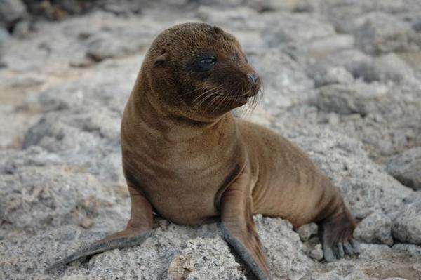 Sea Lion Pup