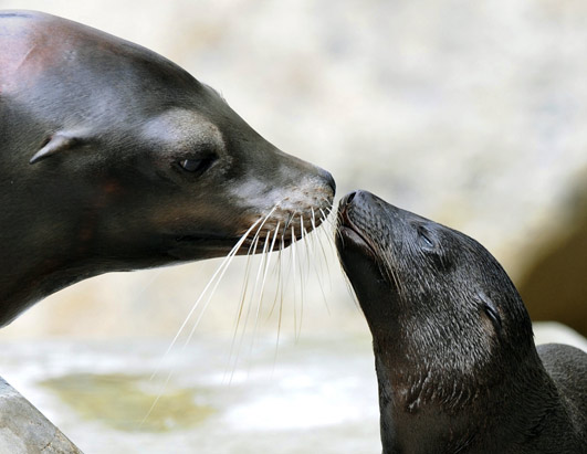 Sea Lion Pup