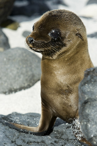 Sea Lion Pup