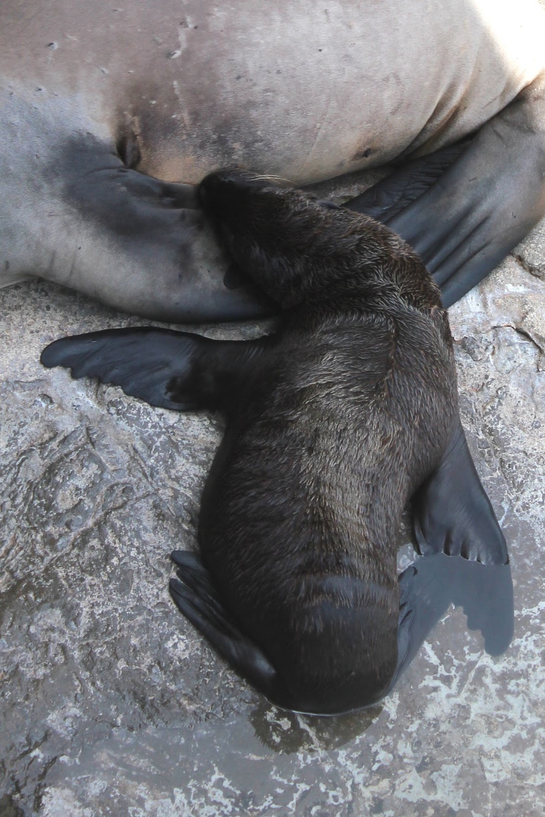 Sea Lion Pup