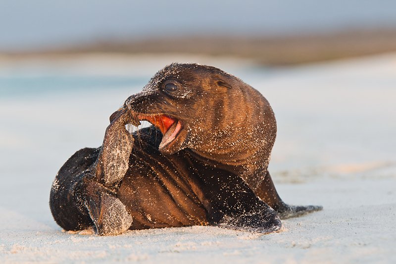 Sea Lion Pup