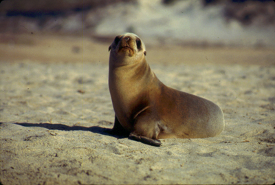 Sea Lion Pup Facts