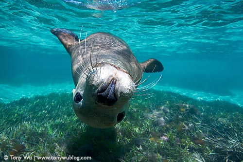 Sea Lion Pup Facts