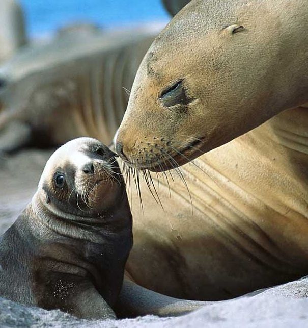 Sea Lion Pup Facts