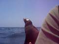 Sea Lion Pup Jumps On Kayak