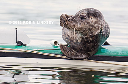 Sea Lion Pup Jumps On Kayak