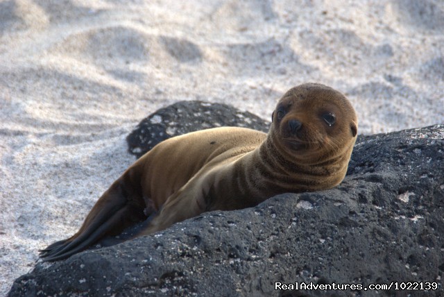 Sea Lion Pup Jumps On Kayak