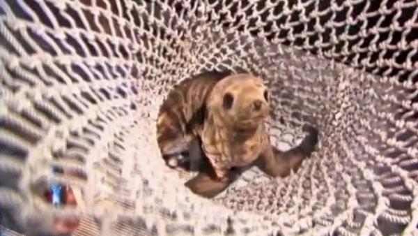 Sea Lion Pup Kayak