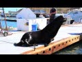 Sea Lion Pup Kayak