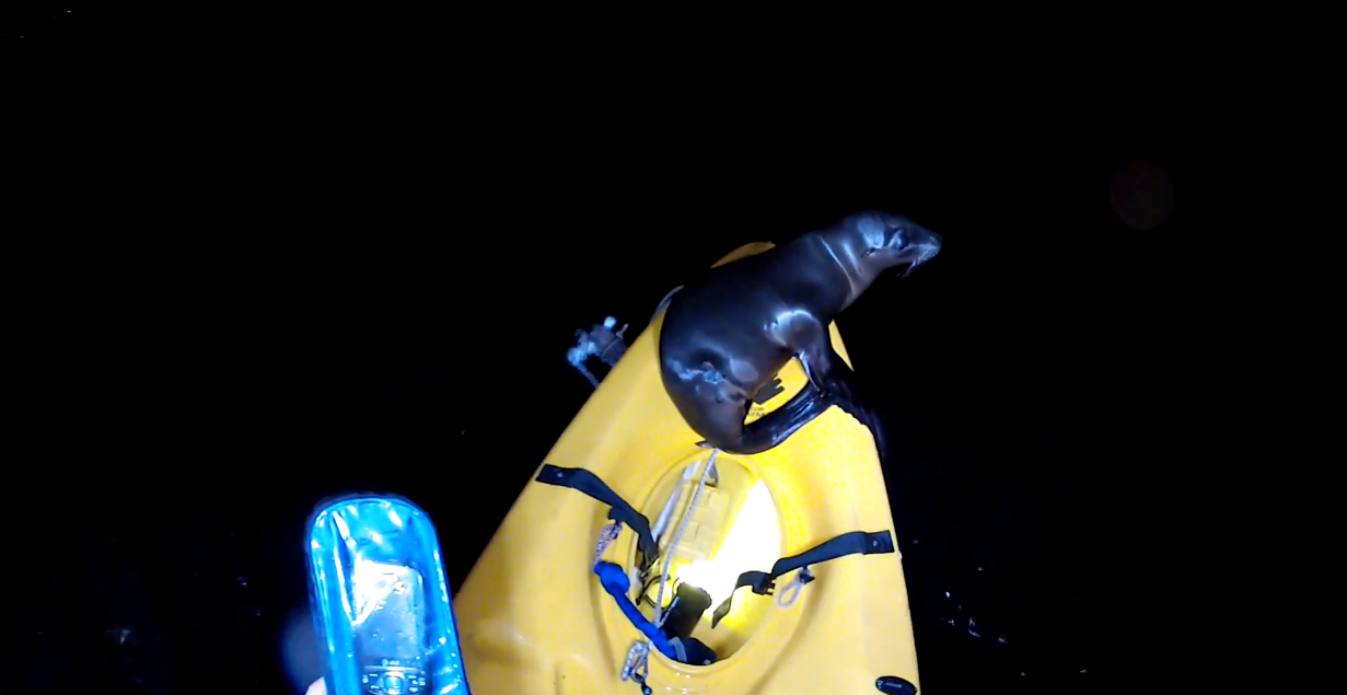 Sea Lion Pup Kayak