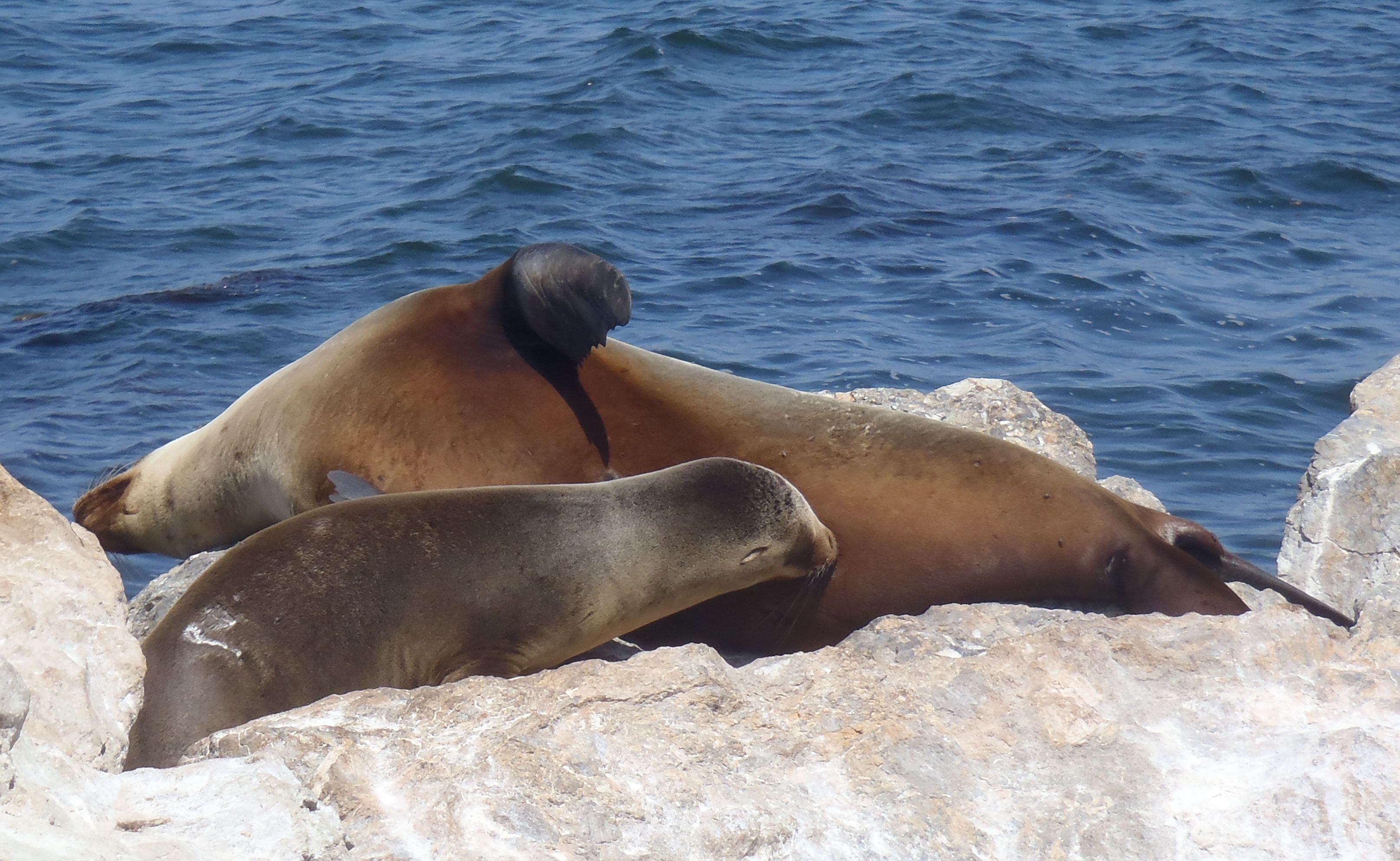 Sea Lion Pup Kayak