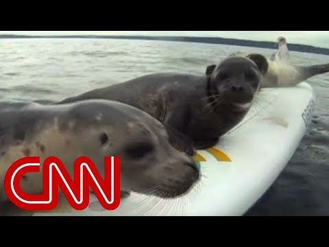 Sea Lion Pup Kayak