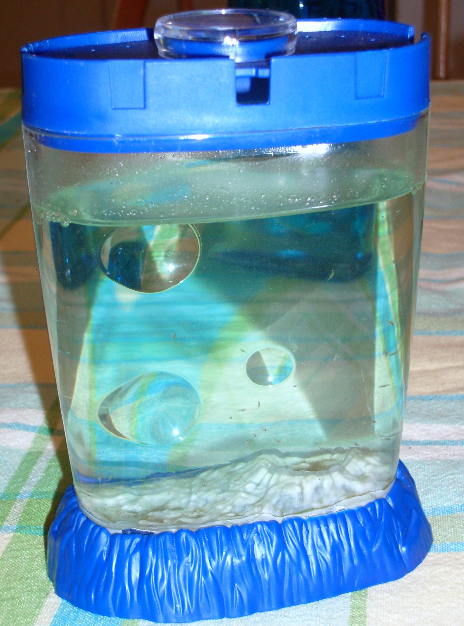 Sea Monkeys